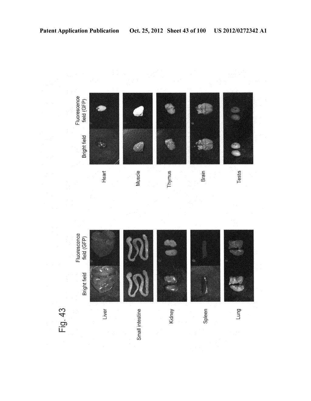 MOUSE ARTIFICIAL CHROMOSOME VECTOR - diagram, schematic, and image 44