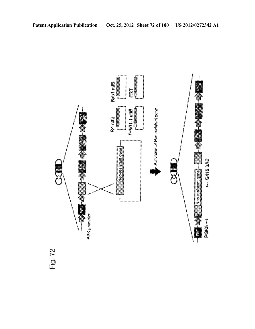 MOUSE ARTIFICIAL CHROMOSOME VECTOR - diagram, schematic, and image 73