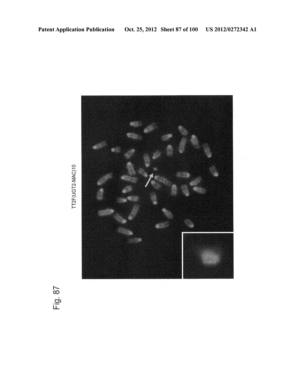 MOUSE ARTIFICIAL CHROMOSOME VECTOR - diagram, schematic, and image 88