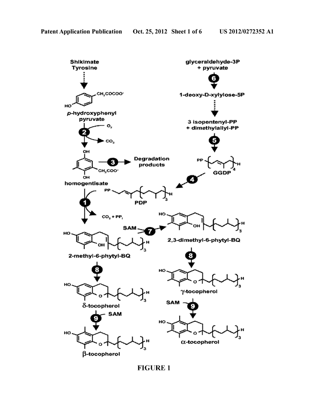 Genes Conferring Drought and Salt Tolerance and Uses Thereof - diagram, schematic, and image 02