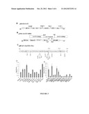 Genes Conferring Drought and Salt Tolerance and Uses Thereof diagram and image