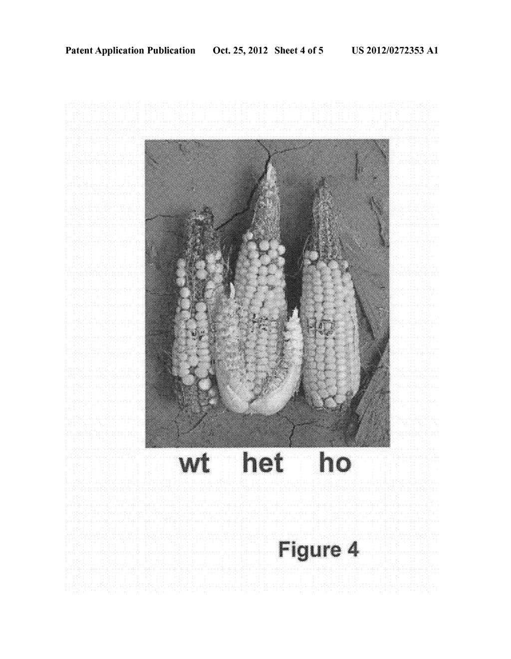 METHOD TO INCREASE CROP GRAIN YIELD UTILIZING COMPLEMENTARY PAIRED GROWTH     AND YIELD GENES - diagram, schematic, and image 05