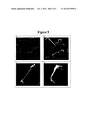 BIODEGRADABLE STENT COMPRISING AN ACID SCAVENGING AGENT diagram and image