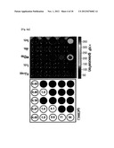 CONTRAST AGENT FOR OPTICAL IMAGING, USE THEREOF AND APPARATUS USING THE     SAME diagram and image