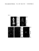 CONTRAST AGENT FOR OPTICAL IMAGING, USE THEREOF AND APPARATUS USING THE     SAME diagram and image