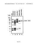 TRANSGENE DELIVERING RETROVIRUS TARGETING COLLAGEN EXPOSED AT SITE OF     TISSUE INJURY diagram and image