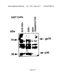 TRANSGENE DELIVERING RETROVIRUS TARGETING COLLAGEN EXPOSED AT SITE OF     TISSUE INJURY diagram and image