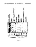 TRANSGENE DELIVERING RETROVIRUS TARGETING COLLAGEN EXPOSED AT SITE OF     TISSUE INJURY diagram and image