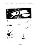 TRANSGENE DELIVERING RETROVIRUS TARGETING COLLAGEN EXPOSED AT SITE OF     TISSUE INJURY diagram and image