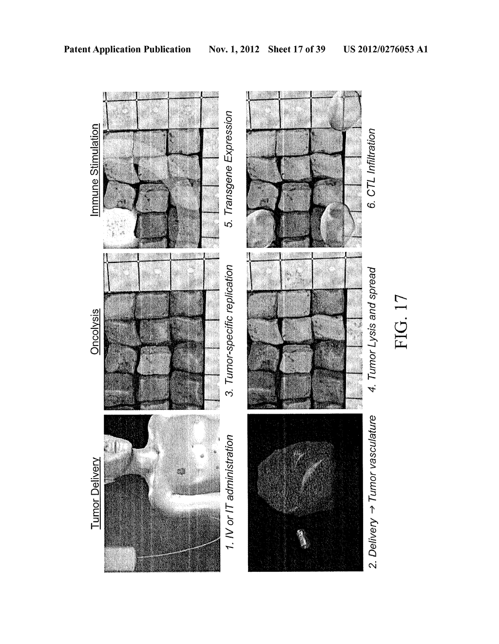 ONCOLYTIC VACCINIA VIRUS CANCER THERAPY - diagram, schematic, and image 18