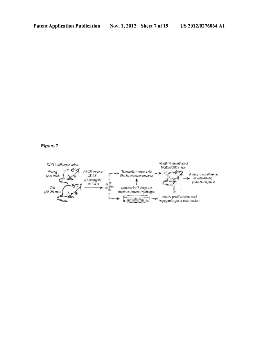 METHODS AND COMPOSITIONS FOR REJUVENATION AND EXPANSION OF STEM CELLS - diagram, schematic, and image 08