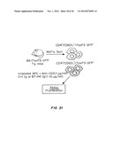 B7-H4 FUSION PROTEINS AND METHODS OF USE THEREOF diagram and image