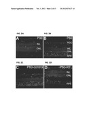 TREATMENT OF RETINAL DISORDERS WITH RECOMBINANT T CELL RECEPTOR LIGAND     (RTL) diagram and image