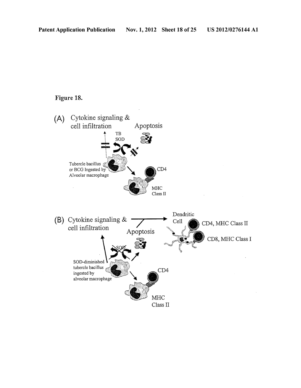 Pro-Apoptotic Bacterial Vaccines To Enhance Cellular Immune Responses - diagram, schematic, and image 19