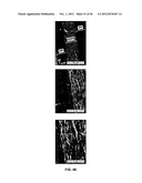 CAST FILMS, MICROPOROUS MEMBRANES, AND METHOD OF PREPARATION THEREOF diagram and image