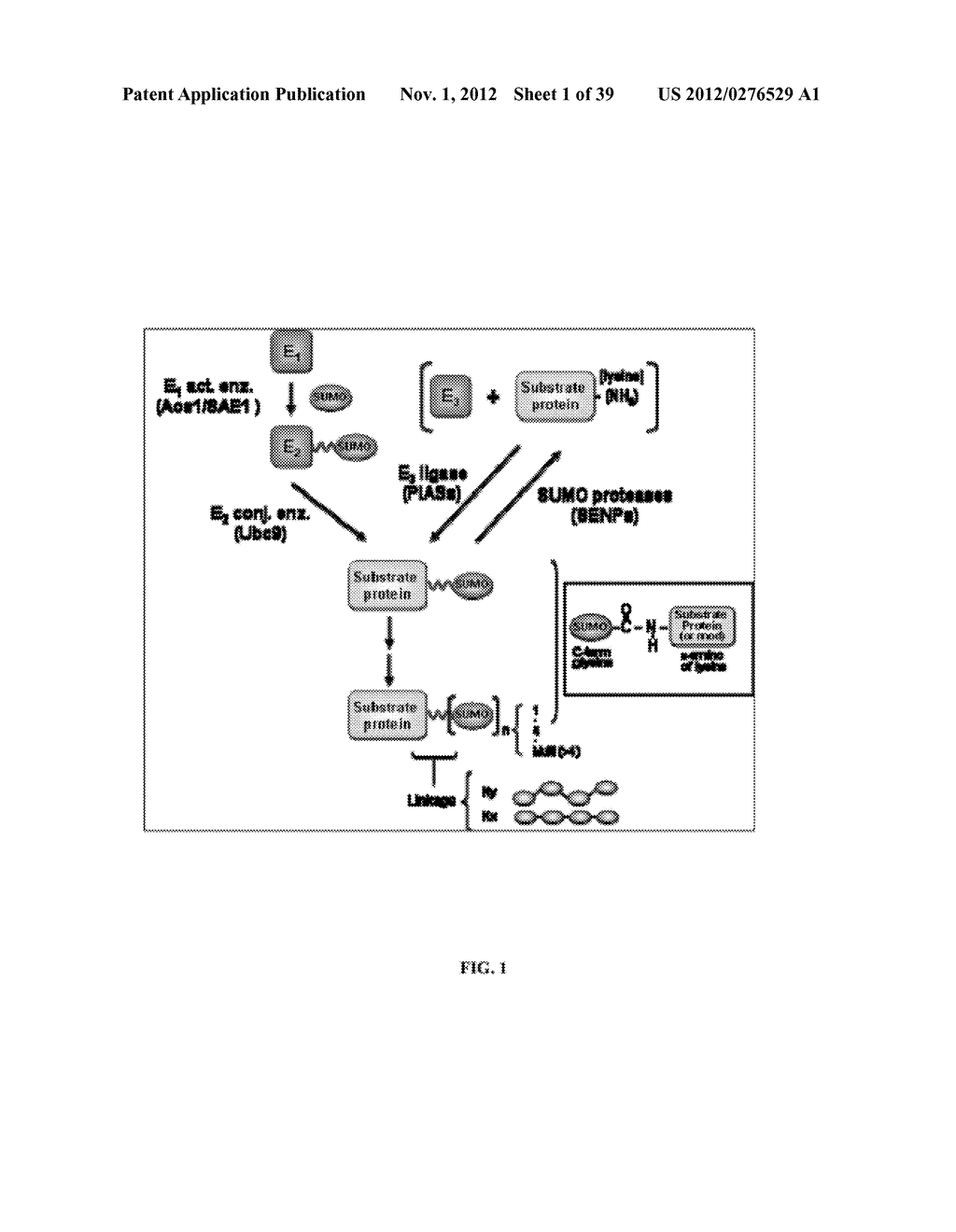 MUTATED SUMO ISOFORMS AND USES THEREOF - diagram, schematic, and image 02