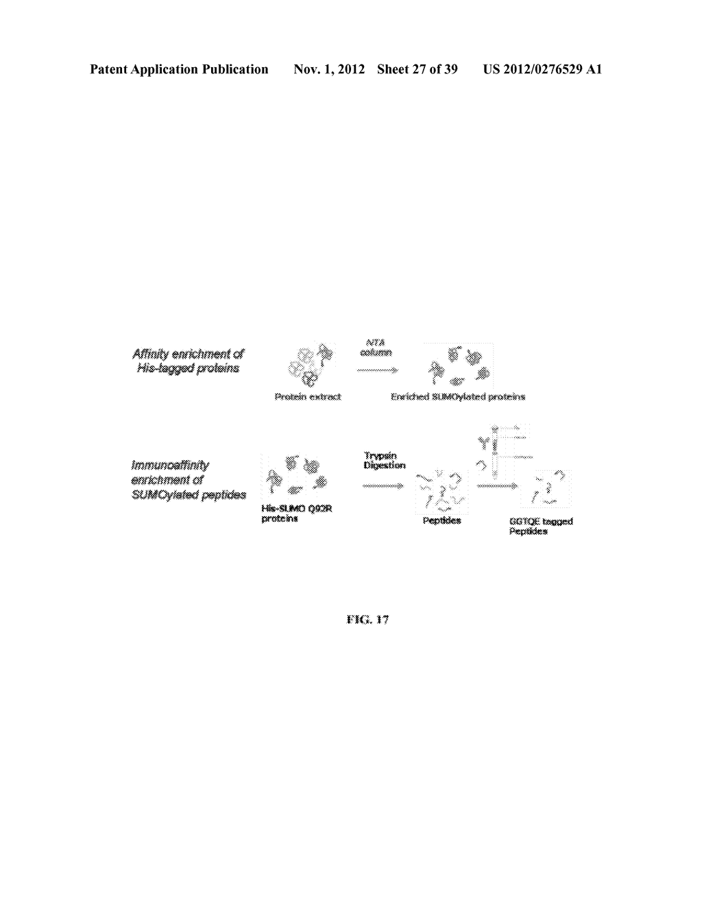 MUTATED SUMO ISOFORMS AND USES THEREOF - diagram, schematic, and image 28