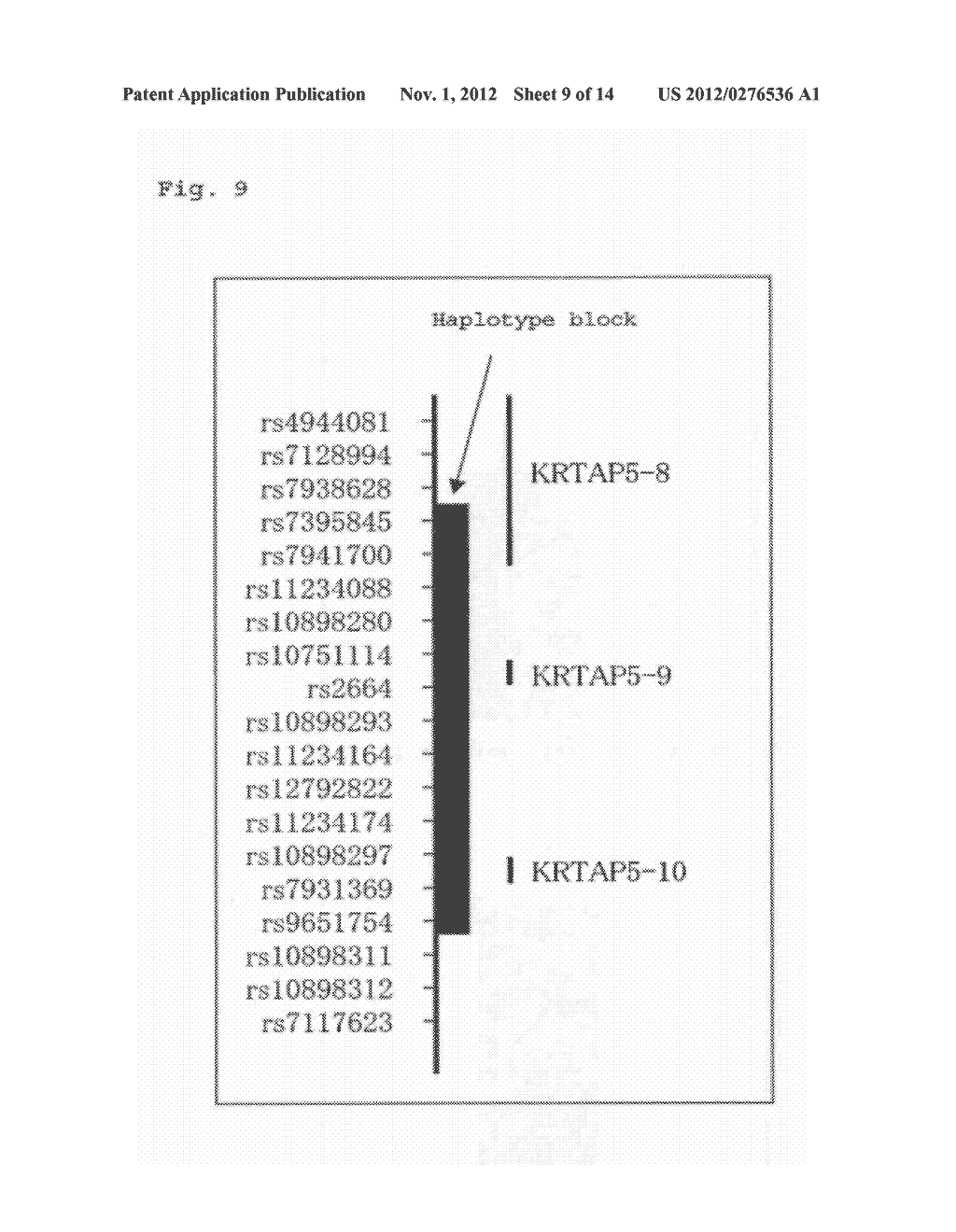 Hair Shape Susceptibility Gene - diagram, schematic, and image 10