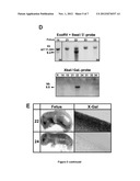 HOMOLOGOUS RECOMBINATION IN THE OOCYTE diagram and image