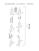 Luciferins diagram and image