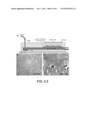 NANOTUBE STRUCTURES, METHODS OF MAKING NANOTUBE STRUCTURES, AND METHODS OF     ACCESSING INTRACELLULAR SPACE diagram and image