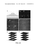 NANOTUBE STRUCTURES, METHODS OF MAKING NANOTUBE STRUCTURES, AND METHODS OF     ACCESSING INTRACELLULAR SPACE diagram and image