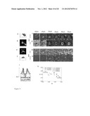 Phasor Method to Fluorescence Lifetime Microscopy to Discriminate     Metabolic State of Cells in Living Tissue diagram and image