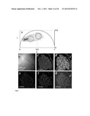 Phasor Method to Fluorescence Lifetime Microscopy to Discriminate     Metabolic State of Cells in Living Tissue diagram and image