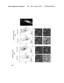 Phasor Method to Fluorescence Lifetime Microscopy to Discriminate     Metabolic State of Cells in Living Tissue diagram and image