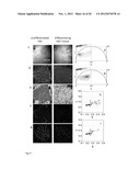 Phasor Method to Fluorescence Lifetime Microscopy to Discriminate     Metabolic State of Cells in Living Tissue diagram and image