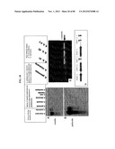 Use Of Galerina Marginata Genes And Proteins For Peptide Production diagram and image