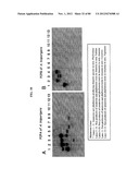 Use Of Galerina Marginata Genes And Proteins For Peptide Production diagram and image