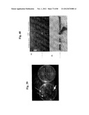 Use Of Galerina Marginata Genes And Proteins For Peptide Production diagram and image