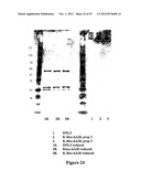 Multivalent Immunoglobulin-Based Bioactive Assemblies diagram and image