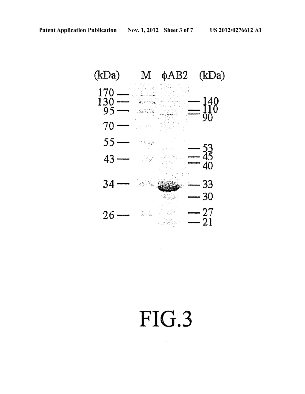 PHAGE OF ACINETOBACTER BAUMANNII - diagram, schematic, and image 04