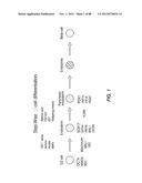 METHODS FOR IDENTIFYING FACTORS FOR DIFFERENTIATING DEFINITIVE ENDODERM diagram and image