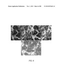 METHODS FOR IDENTIFYING FACTORS FOR DIFFERENTIATING DEFINITIVE ENDODERM diagram and image