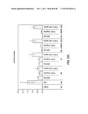 METHODS FOR IDENTIFYING FACTORS FOR DIFFERENTIATING DEFINITIVE ENDODERM diagram and image