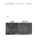 METHOD FOR PRODUCING MESENCHYMAL STEM CELLS FROM HUMAN PLURIPOTENT STEM     CELLS, AND MESENCHYMAL STEM CELLS PRODUCED BY SAME diagram and image