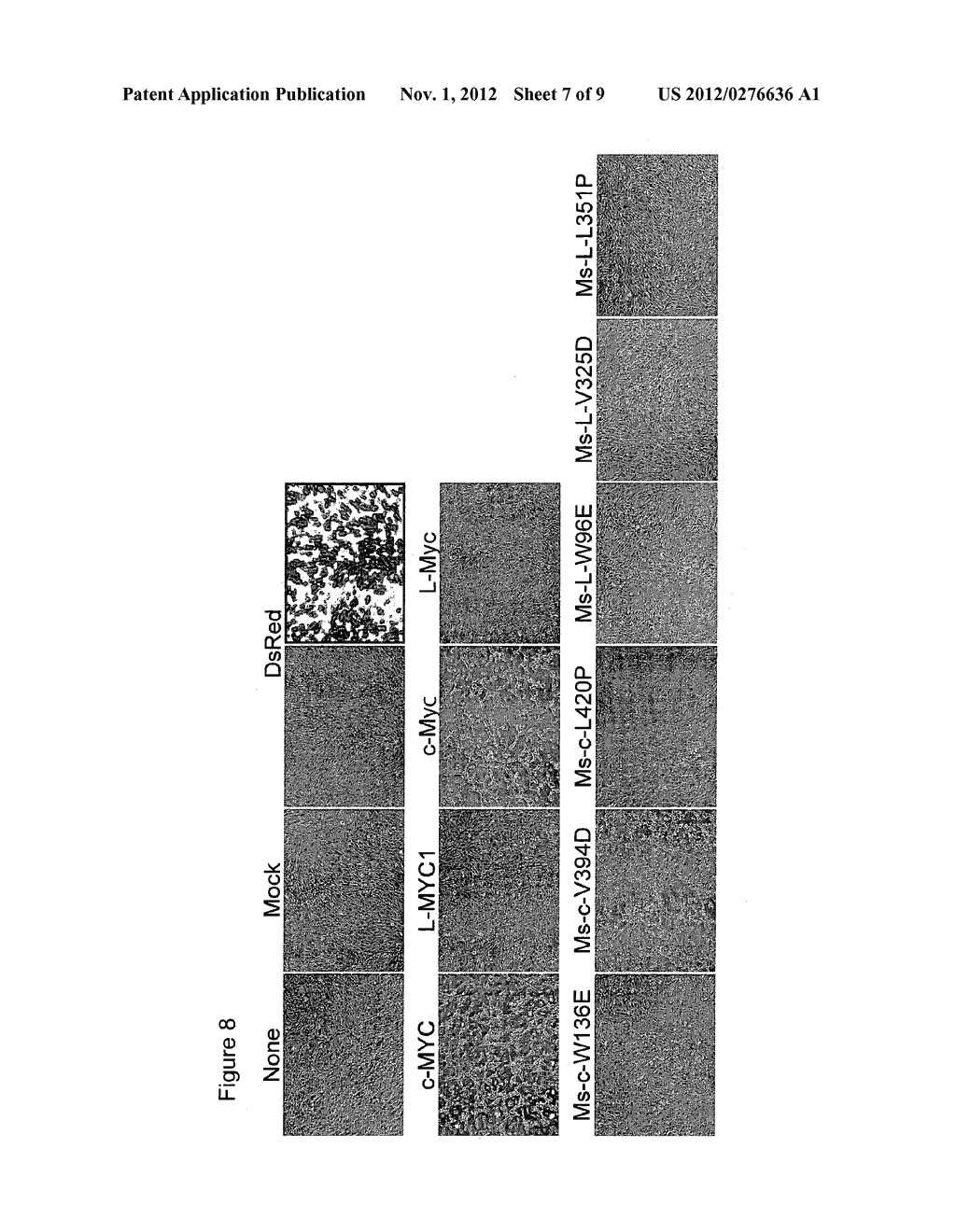 METHOD FOR IMPROVING INDUCED PLURIPOTENT STEM CELL GENERATION EFFICIENCY - diagram, schematic, and image 08