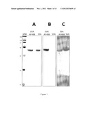 DETECTION OF ANTIBODIES diagram and image