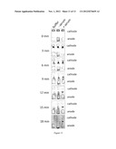 DETECTION OF ANTIBODIES diagram and image