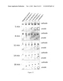 DETECTION OF ANTIBODIES diagram and image