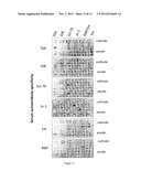 DETECTION OF ANTIBODIES diagram and image