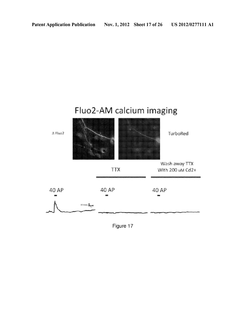 MicroRNA Mediated Neuronal Cell Induction - diagram, schematic, and image 18