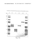 POLYPEPTIDE COMPOUNDS FOR INHIBITING ANGIOGENESIS AND TUMOR GROWTH diagram and image