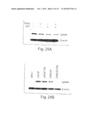 POLYPEPTIDE COMPOUNDS FOR INHIBITING ANGIOGENESIS AND TUMOR GROWTH diagram and image