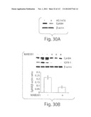 POLYPEPTIDE COMPOUNDS FOR INHIBITING ANGIOGENESIS AND TUMOR GROWTH diagram and image