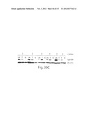 POLYPEPTIDE COMPOUNDS FOR INHIBITING ANGIOGENESIS AND TUMOR GROWTH diagram and image