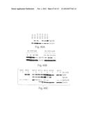 POLYPEPTIDE COMPOUNDS FOR INHIBITING ANGIOGENESIS AND TUMOR GROWTH diagram and image